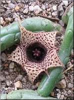 Huernia volkartii v repens